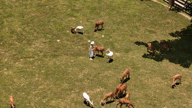 33364.gif