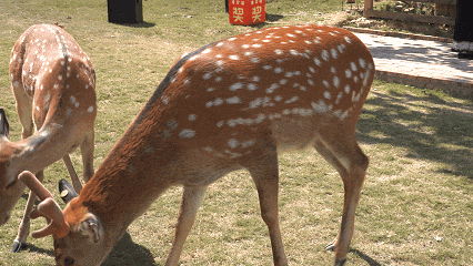 123456.gif